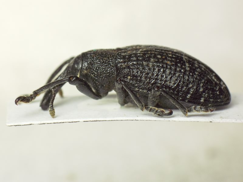 Larinus Dejean, 1821